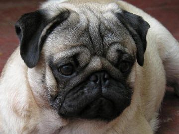 Pug (Carlino)